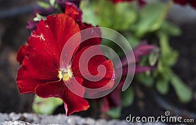 Detail of red flower of Viola plant Stock Photo