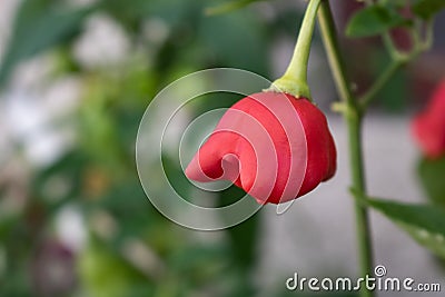 Detail of bishop`s Crown chili pepper growing in bush Stock Photo