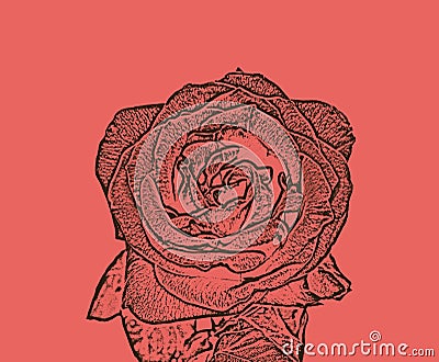 Detail of red rose illustration Cartoon Illustration