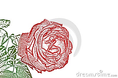 Detail of red rose Cartoon Illustration