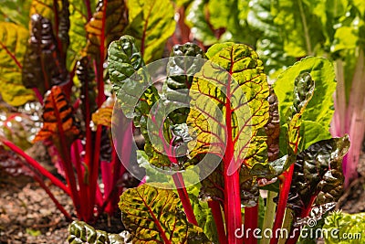 Detail of red swiss chard leaves in garden Stock Photo