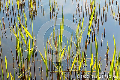 detail of reed grass in the backwater of the baltic sea in Usedom as stillife background Stock Photo
