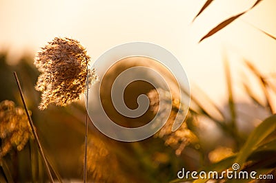 Detail of reed spikelet in the sunset Stock Photo