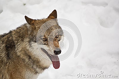 Detail of resting wolf Stock Photo