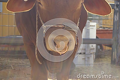 Detail of a ring in the nose of a droughtmaster bull in a yard at an agricultural show Stock Photo