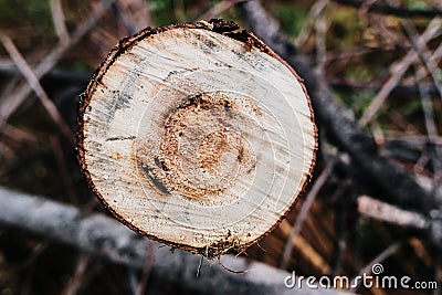 Detail of the rings of a sawed tree trunk Stock Photo