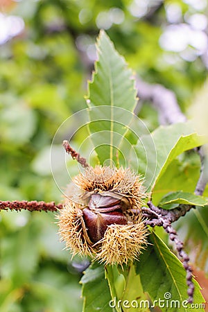 Detail of ripe chestnuts. Chestnut Castanea sativa fruit in a branch Stock Photo
