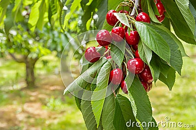 Detail of ripe red cherries on cherry tree Stock Photo