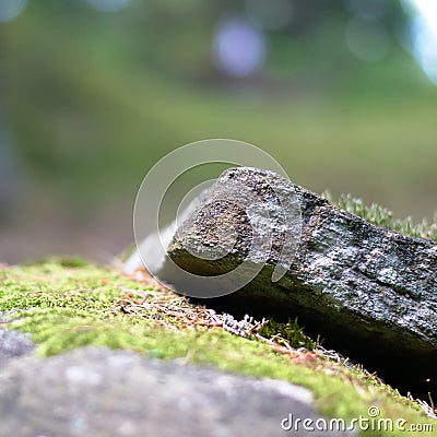 Detail of a rock with moss on it Stock Photo