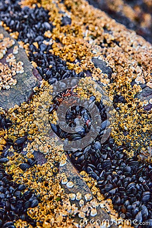 Detail of rocks on low tide covered in hundreds of tiny mollusks and barnacles Stock Photo