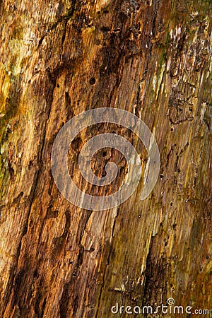 Detail of a rotting tree Stock Photo