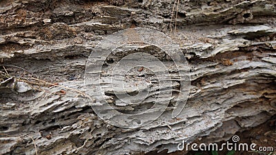 Detail of Rotting tree eaten by Huhu grubs Stock Photo