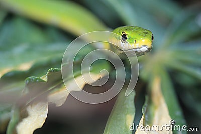 Rough green snake Stock Photo