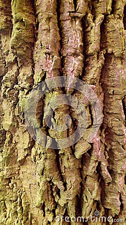 Detail Rough Hardwood Tree Cracked Texture Background Stock Photo