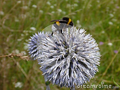 Detail of a round thistle flower Stock Photo