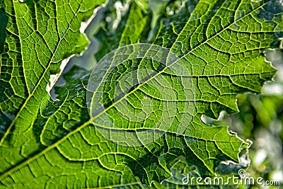 Detail of salad in the garden Stock Photo