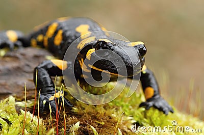 Detail of salamander Stock Photo