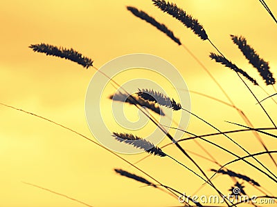 Detail of scowling grass Stock Photo