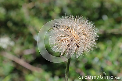 Detail of seeds of Rough hawkbit plant (Leontodon hispidus). Stock Photo