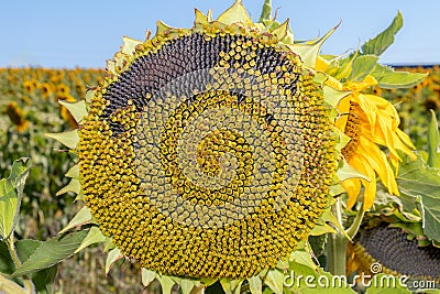 Detail of seeds in wilted sunflower Stock Photo