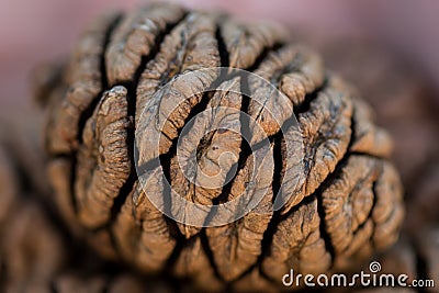 Detail on Sequoia Seed Stock Photo