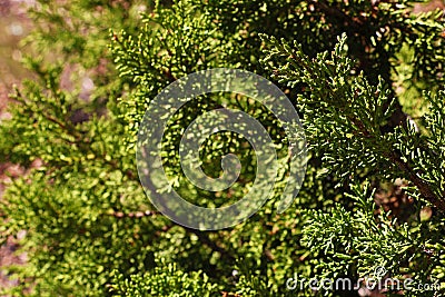 Detail of Sequoiadendron giganteum giant sequoia, giant redwood, Sierra redwood Stock Photo