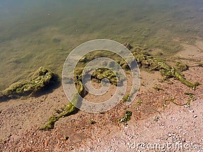 Detail from shallows of river. Underwater freshwater algae in clear water Stock Photo