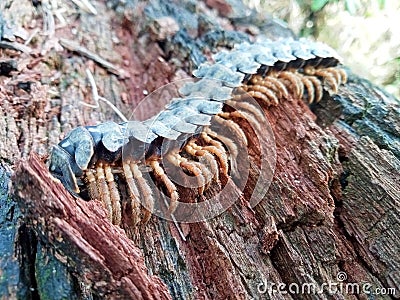 detail of the shape of one type of animal in the millipede family Stock Photo