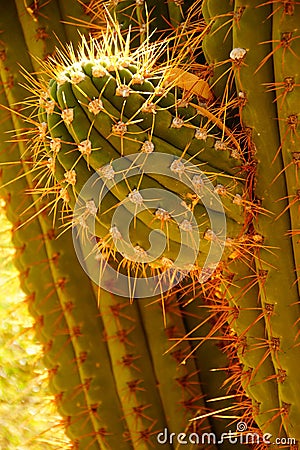 Detail, sharp, spiny cactus needles in late afternoon light Stock Photo
