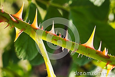 Detail of Sharp Wild Rose Thorns Stock Photo