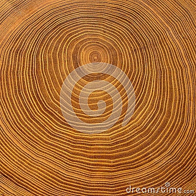 Detail shot of a tree disc made of brown acacia wood with annual rings Stock Photo