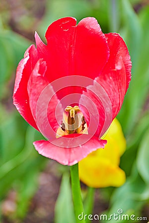 Detail of single red tulip in peak spring Stock Photo