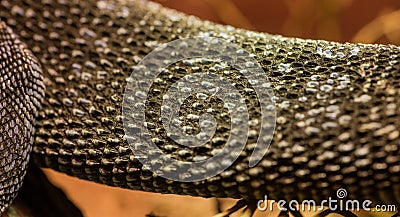 Detail of skin on monitor lizard tail Stock Photo