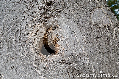 Detail of a small hole in a wood skin Stock Photo