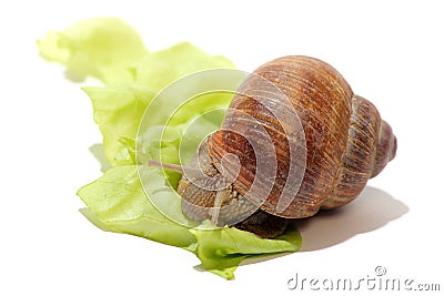 Detail of snail on green salad Stock Photo