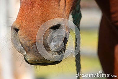 Detail of the soft muzzle of young brown stallion Stock Photo
