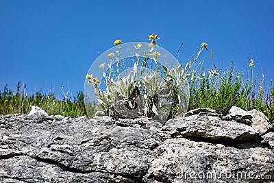 Sparse Weeds and Weathered Rocks, Croatia Stock Photo