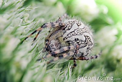 Detail on a Spider on Green Flower Stock Photo