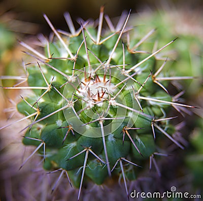 Detail of spiky cactus plant Stock Photo