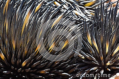 Detail of the spiney covering of an echidna Stock Photo