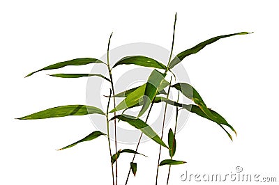 Detail of stalks and leaves of young seedlings of Moso bamboo Phyllostachys edulis Stock Photo