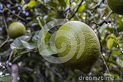 Detail of the still unripe fruits of the Sicilian lemon (Citrus limon) Stock Photo