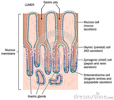 Detail of stomach mucous membrane Vector Illustration