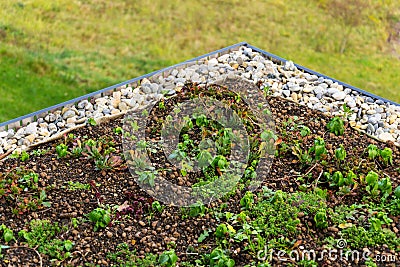 Detail of stones on extensive green living roof vegetation covered Stock Photo