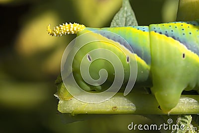 Detail of the tail of a caterpillar acherontia atropos. nature macrophotography. horizontal with space for copy Stock Photo
