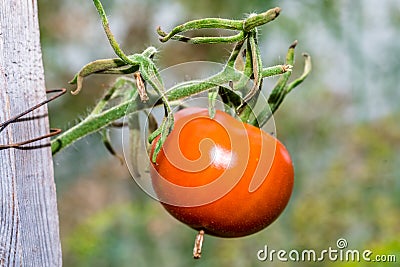 Detail of tasteful ripe tomato growing in a greenhouse on a summer Stock Photo