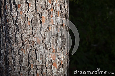 Detail of the texture of the bark of the trunk of a pine with copy space Stock Photo