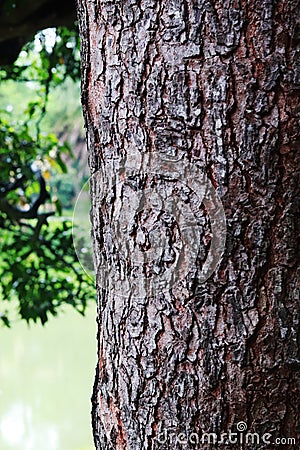 Detail texture of a tree Stock Photo
