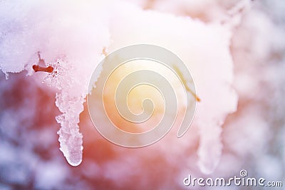 Detail of thawing snow on tree trunk Stock Photo