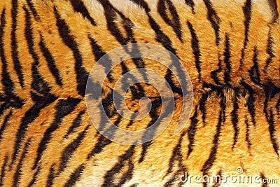 Detail of tiger stripes on leather Stock Photo